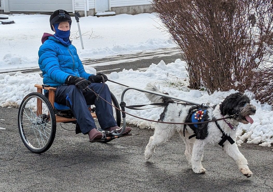 Driving one dog with the Newpanion Sulky in the snow