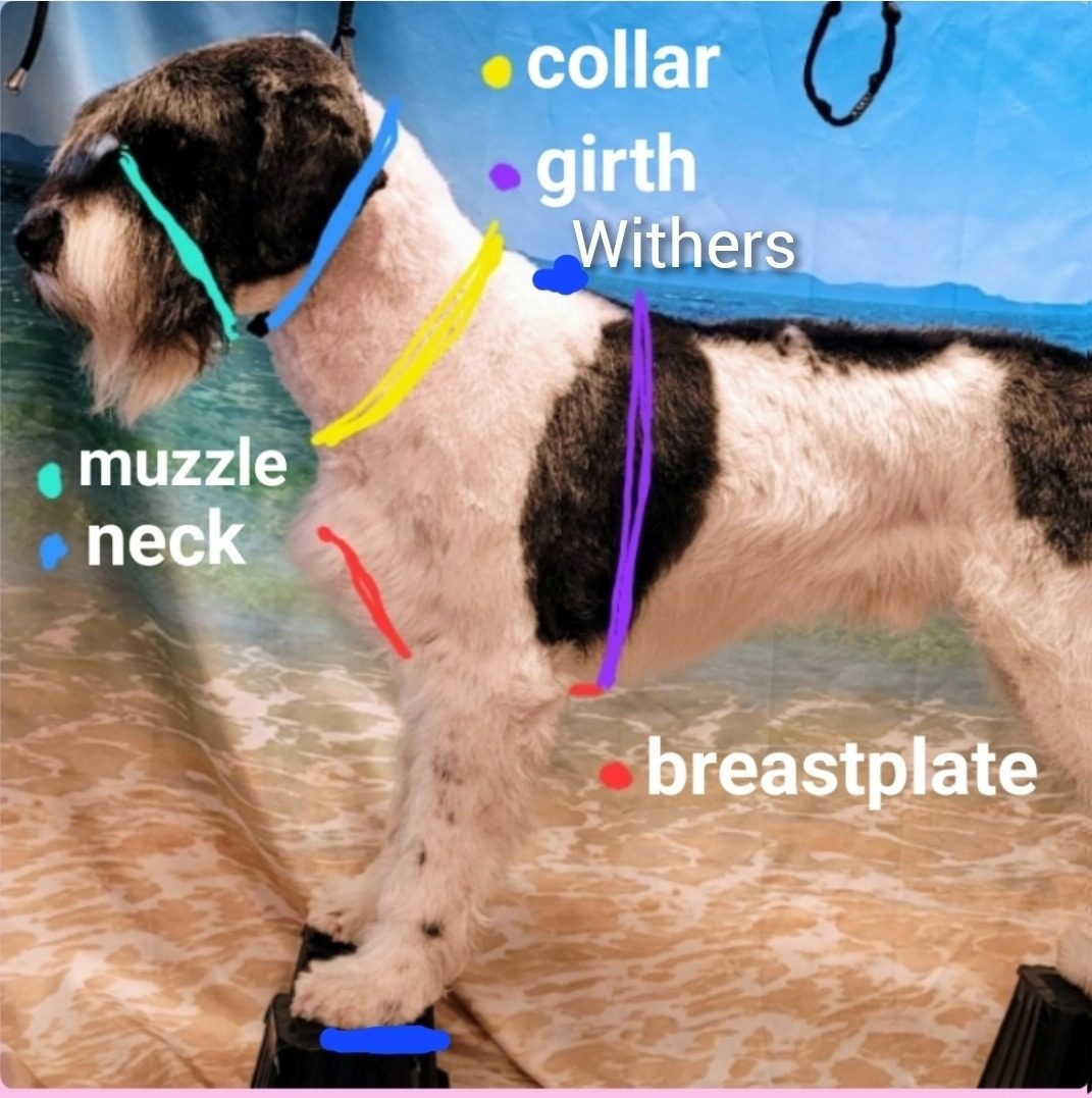 A dog marked with where to measure: withers to the ground in blue dots, collar in yellow, girth in purple, breastplate in red, muzzle in teal and neck in light blue