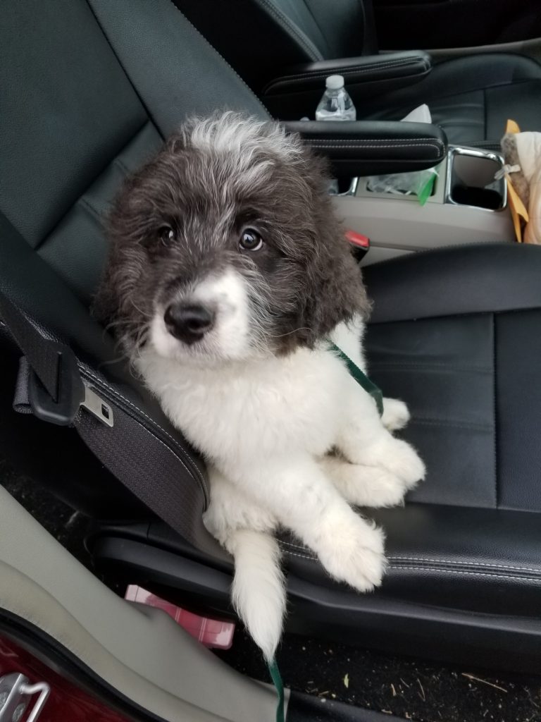 Newt at 8 weeks old