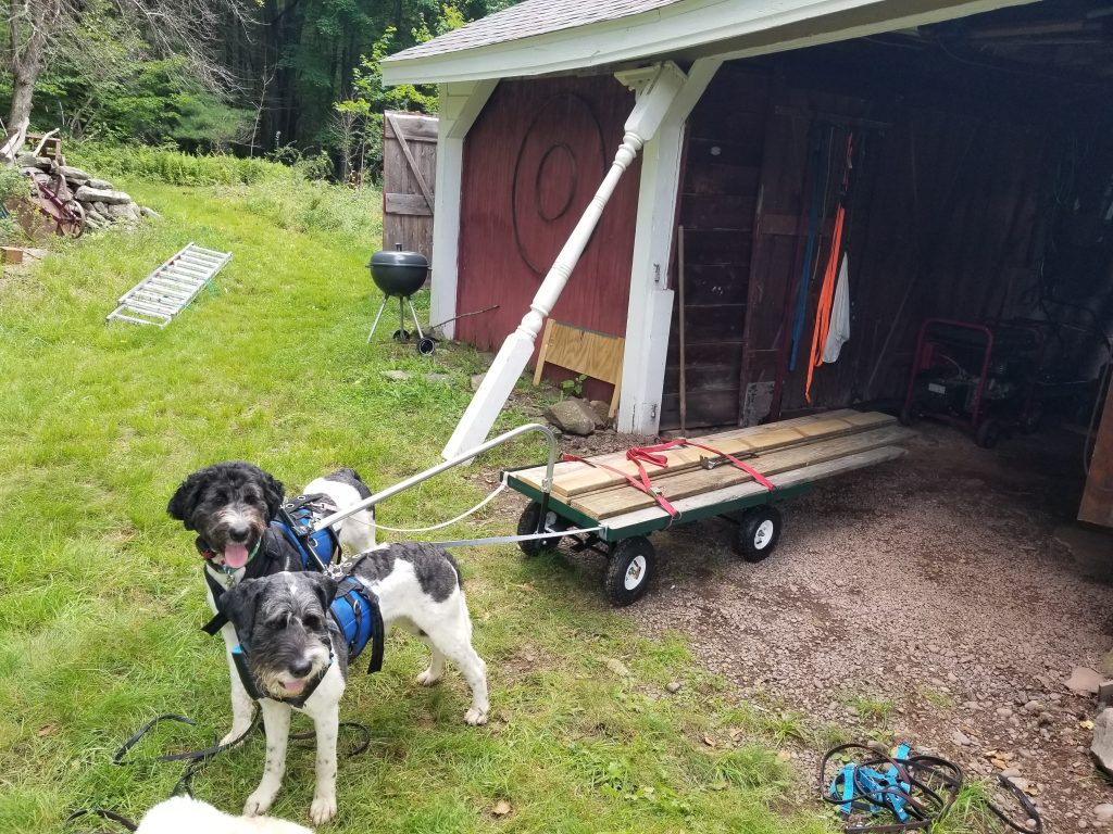 Cart Pulling: The Joy of a Working Dog